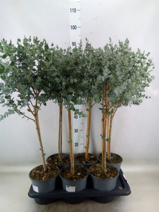 <h4>Eucalyptus gunnii</h4>