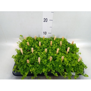 Pilea depressa