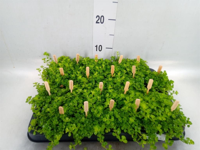 <h4>Pilea depressa</h4>