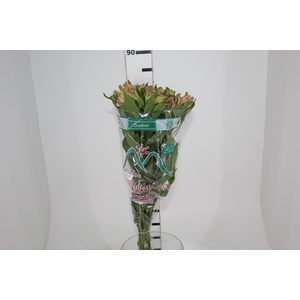 ALSTROEMERIA DUBAI 080 CM