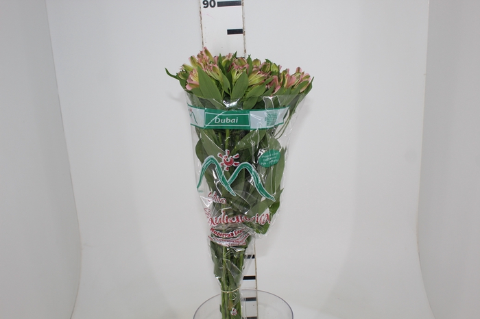 <h4>ALSTROEMERIA DUBAI 080 CM</h4>