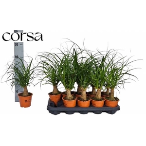 BEAUCARNEA RECUR