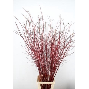 CORNUS ALBA SIBIRICA VERT. 180CM