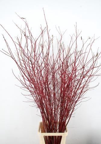 <h4>CORNUS ALBA SIBIRICA VERT. 180CM</h4>