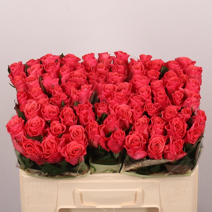 <h4>R GR PINK TACAZZI+</h4>