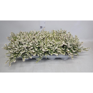 Erica darley. 'White Perfect'