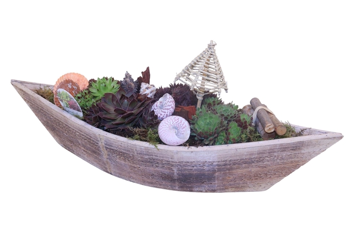 <h4>Arr.  Sempervivum L%</h4>