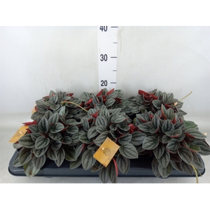 Peperomia caperata 'Santorini'