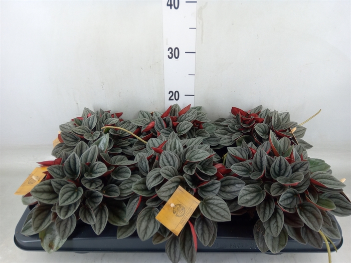 <h4>Peperomia caperata 'Santorini'</h4>