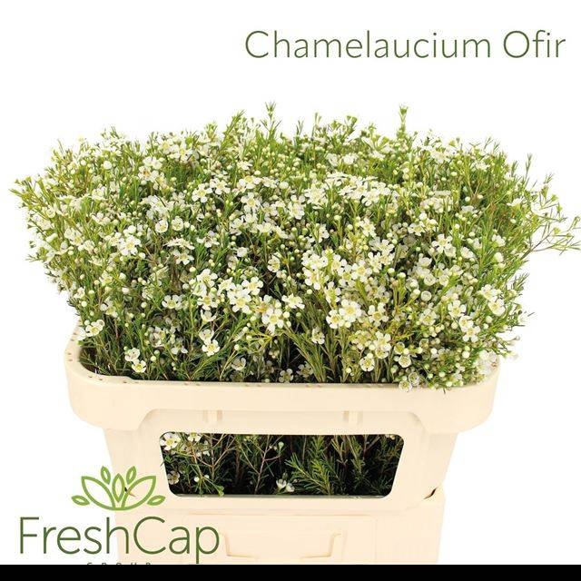 <h4>CHAME UN OFIR</h4>