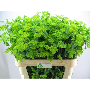 BUPLEURUM ROTUNDIFOL