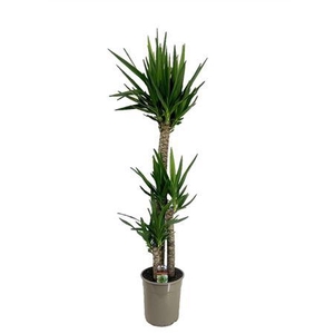 Yucca Elephantipes 120-60-30 3+