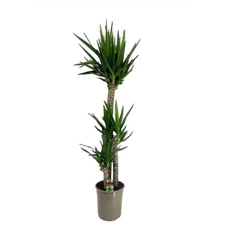 <h4>Yucca Elephantipes 120-60-30 3+</h4>