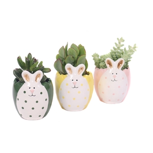 Succulenten mix 5,5 cm in easter bunny sierpot