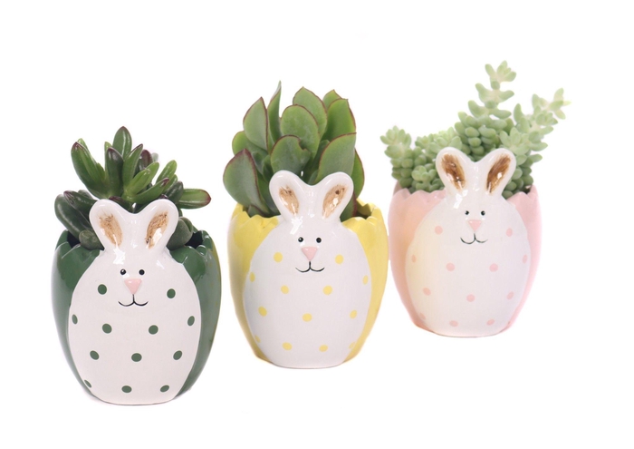 <h4>Succulenten mix 5,5 cm in easter bunny sierpot</h4>