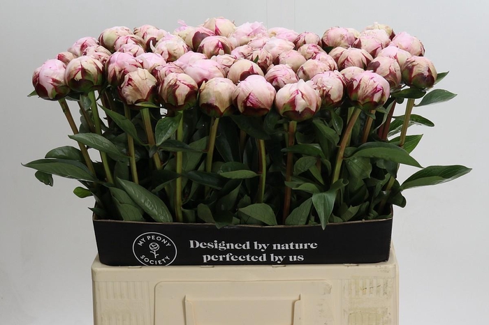 <h4>Paeonia Lact. Reine Hortense</h4>