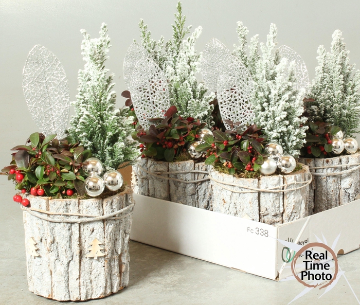 <h4>ARR TUINPLANTEN</h4>