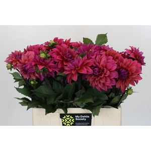 Dahlia American Dawn