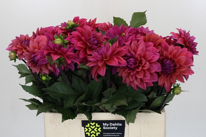 <h4>Dahlia American Dawn</h4>