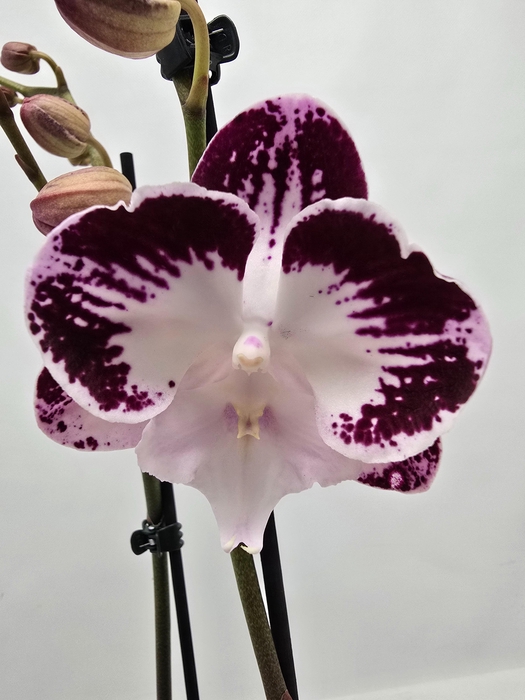 <h4>Limited 20 week 17</h4>