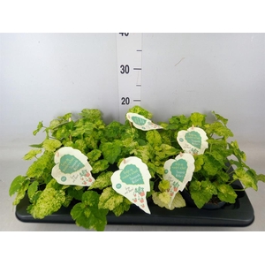 Tolmiea menziesii   ...variegated