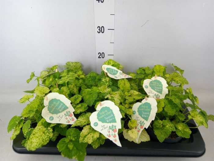 <h4>Tolmiea menziesii   ...variegated</h4>