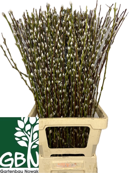 <h4>SALIX WILGENKATJES</h4>