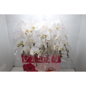 PHALAENOPSIS CASCATA P15 BRANCO 2 HT