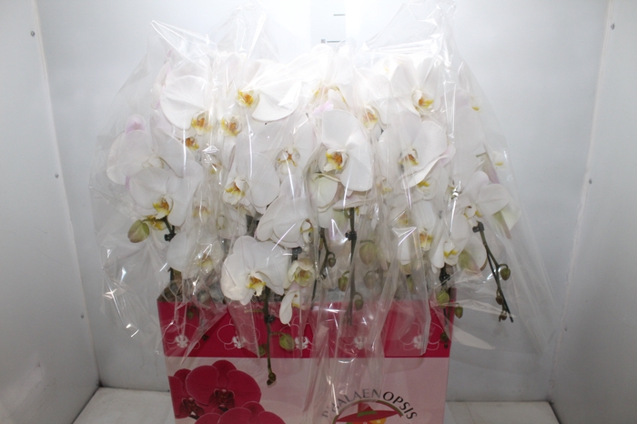 <h4>PHALAENOPSIS CASCATA P15 BRANCO 2 HT</h4>