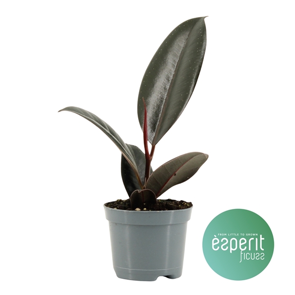 <h4>Ficus elastica Abidjan</h4>