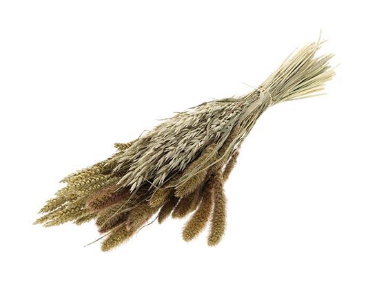 Bunch Dutch Mix Grass