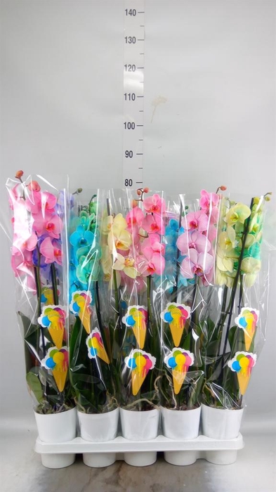 <h4>Phalaenopsis   ...</h4>