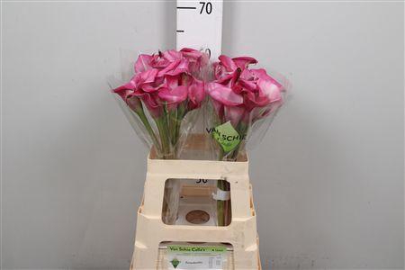 <h4>Zant Beijing</h4>