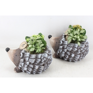arr2 PL - Ker. egel indoor mix