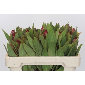 Protea Robijn