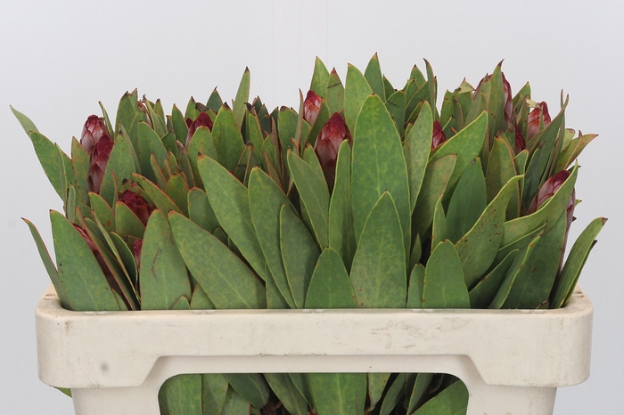 <h4>Protea Robijn</h4>