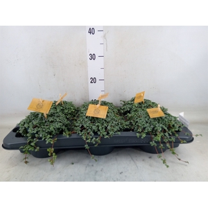 Pilea glaucophylla 'Greyzy'