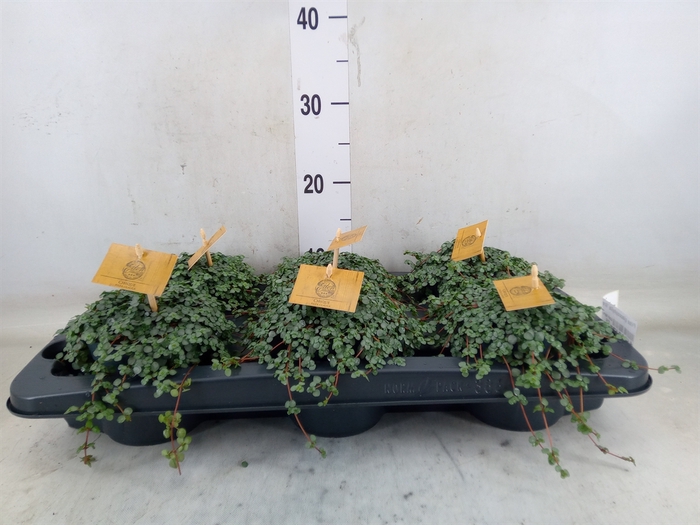 <h4>Pilea glaucophylla 'Greyzy'</h4>