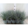 Festuca glauca 'Compacta Blue'