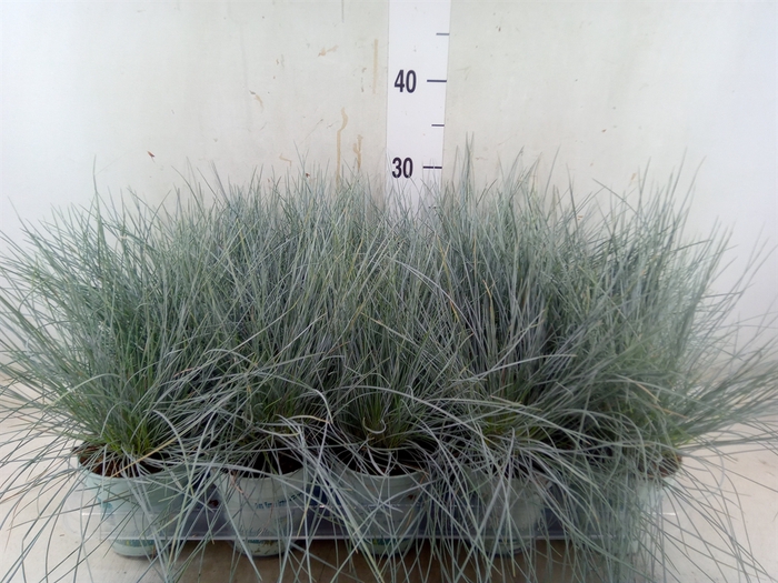 Festuca glauca 'Compacta Blue'