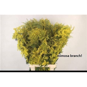 Acacia Mimosa Per Stem Extra