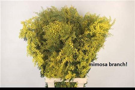 <h4>Acacia Mimosa Per Stem Extra</h4>