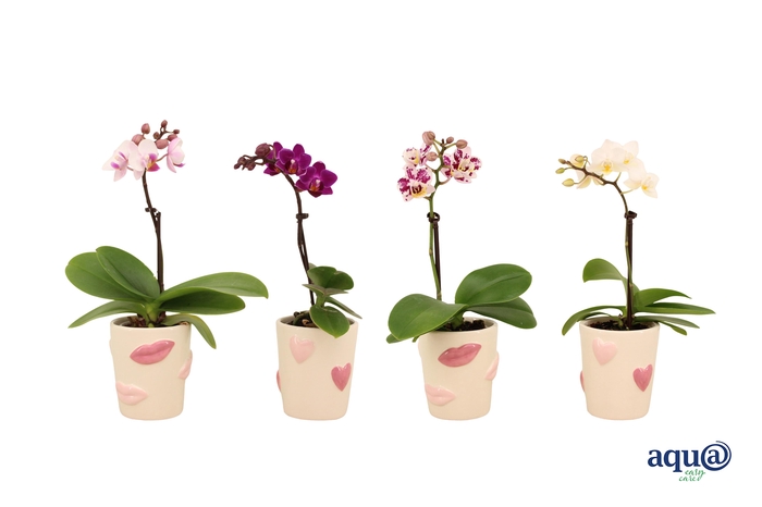 <h4>Hearts & Kisses Tiny Dolls Mix 1T7+ Aqu@</h4>