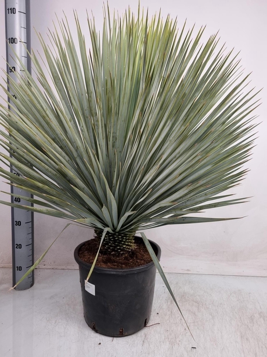 <h4>YUC ROSTRATA</h4>