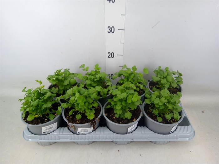 <h4>Coriandrum sativum</h4>