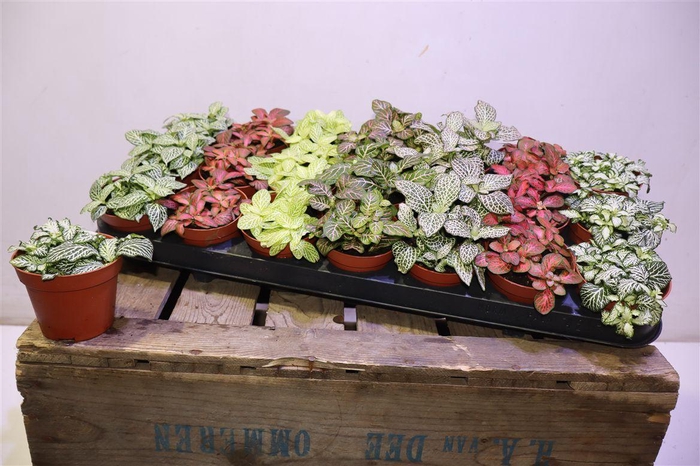 <h4>arr8 Fitt Gem 7 Kl</h4>