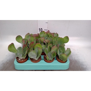 Kalanchoe NF   ...