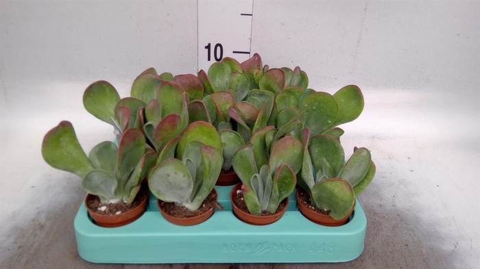 <h4>Kalanchoe NF ...</h4>