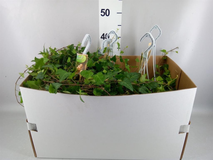 <h4>Hedera helix 'Anna'</h4>