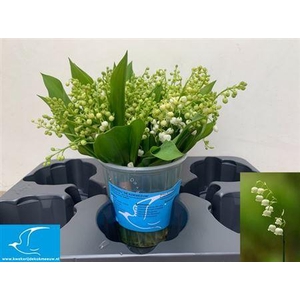 Convallaria P St